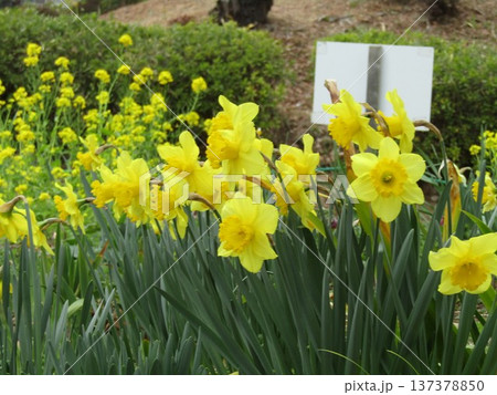 千葉公園に咲いた黄色い水仙と菜の花 千葉公園に咲いた黄色い水仙と菜の花 137378850