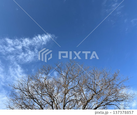 葉が落ちた冬の枯れ木と澄み渡る青空 葉が落ちた冬の枯れ木と澄み渡る青空 137378857