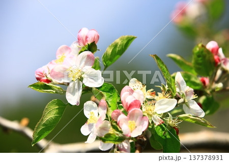 リンゴの花 アップルフラワー 花 137378931