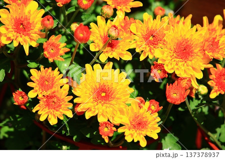 菊 キク 菊の花 137378937
