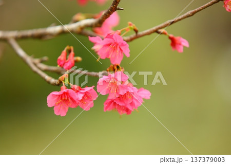 桜 さくら サクラ 137379003