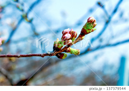 【東京】春の六本木 膨らみ始めた桜の蕾 【東京】春の六本木 膨らみ始めた桜の蕾 137379544