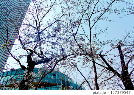 【東京】春の六本木 開花し始めた桜の花と東京ミッドタウン 【東京】春の六本木 開花し始めた桜の花と東京ミッドタウン 137379547