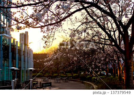 【東京】春の六本木 夕日を浴びる桜と東京ミッドタウン 【東京】春の六本木 夕日を浴びる桜と東京ミッドタウン 137379549