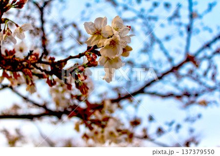 【東京】春の六本木 夕日を浴びる桜 【東京】春の六本木 夕日を浴びる桜 137379550