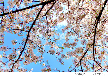 【東京】春の六本木 満開の桜と青空 【東京】春の六本木 満開の桜と青空 137379555