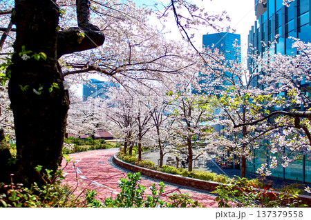 【東京】春の六本木　満開の桜並木とミッドタウン 137379558