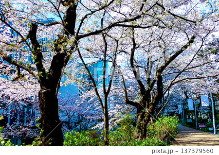 【東京】春の六本木　満開の桜並木とミッドタウン 137379560
