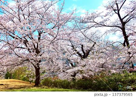 【東京】春の六本木　ミッドタウンと檜町公園にまたがる満開の桜 137379565