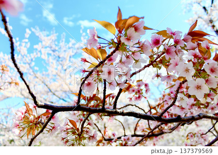 【東京】春の六本木　鮮やかな桜のアップと青空 137379569