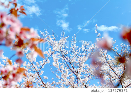 【東京】春の六本木 鮮やかな桜のアップと青空 【東京】春の六本木 鮮やかな桜のアップと青空 137379571
