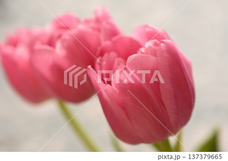 並んで咲くピンク色のチューリップ 137379665