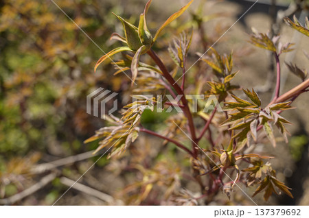 Young tree peony flower bud starting to open in an early spring garden 137379692