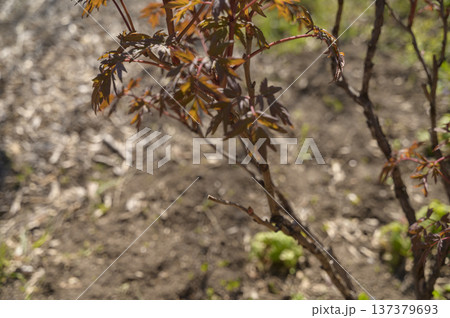 Tree peony bud with young textured leaves in a sunny outdoor setting 137379693