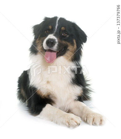 tricolor australian shepherd tricolor australian shepherd 137379766