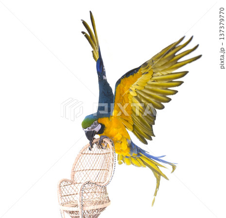 Blue-and-yellow macaw in studio 137379770