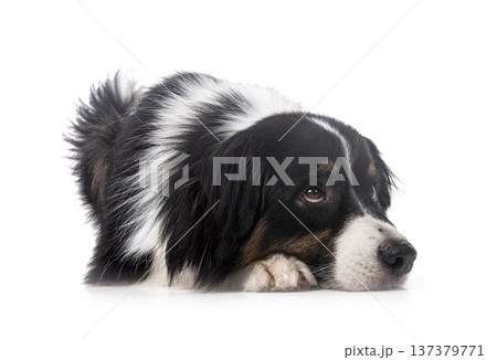 australian shepherd in studio australian shepherd in studio 137379771