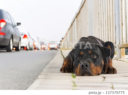 rottweiler abandonned in summer 137379775