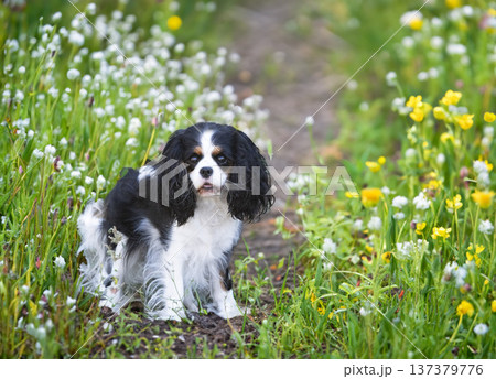 cavalier king charles 137379776