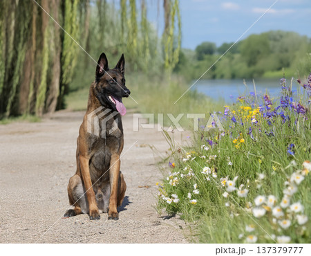 training of belgian shepherd 137379777