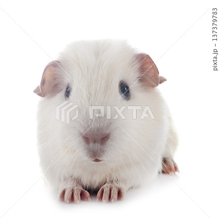 guinea pig in studio 137379783