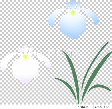 鳶尾花插圖(單朵)| 日式向量素材,適合初夏和男孩節 鳶尾花插圖(單朵)| 日式向量素材,適合初夏和男孩節 137380178