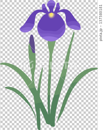 Iris flower illustration (single) | Japanese-style vector material for early summer and Boys' Day 137380181