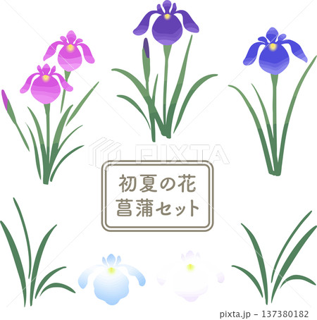 菖蒲の花イラストセット｜初夏・端午の節句の和風ベクター素材 137380182
