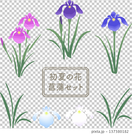 菖蒲の花イラストセット｜初夏・端午の節句の和風ベクター素材 137380182