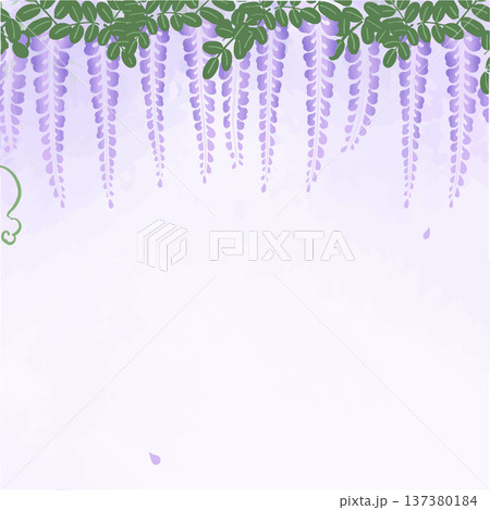 藤の花の正方形背景イラスト｜上から下がる春の和風フラットベクター 137380184