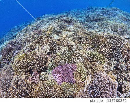 タヒチ・ファカラバの美しいサンゴ礁が広がる南国の水中風景 タヒチ・ファカラバの美しいサンゴ礁が広がる南国の水中風景 137380272