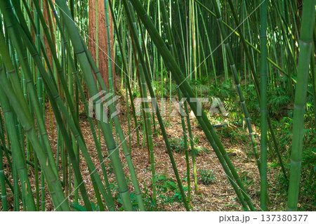 Bamboo grove. Natural background, landscape Bamboo grove. Natural background, landscape 137380377