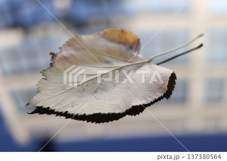 A dry leaf on the roof of the car. 137380564