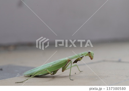 A carnivorous mantis insect with damaged forelegs. A carnivorous mantis insect with damaged forelegs. 137380580