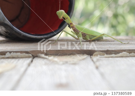 A carnivorous mantis insect with damaged forelegs. 137380589