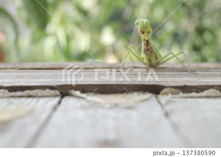 A carnivorous mantis insect with damaged forelegs. 137380590