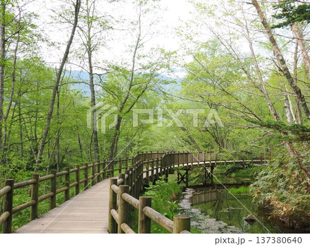 やさしい緑に包まれた5月の上高地の遊歩道 137380640