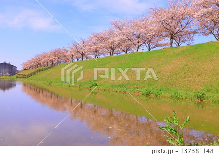 おの桜づつみ回廊(兵庫県小野市)水面に映る桜並木 おの桜づつみ回廊(兵庫県小野市)水面に映る桜並木 137381148