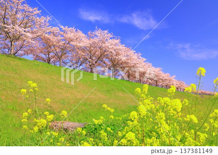 おの桜づつみ回廊(兵庫県小野市)桜並木と菜の花 おの桜づつみ回廊(兵庫県小野市)桜並木と菜の花 137381149