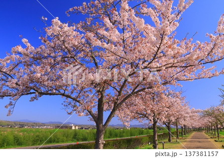 おの桜づつみ回廊(兵庫県小野市)桜並木 おの桜づつみ回廊(兵庫県小野市)桜並木 137381157