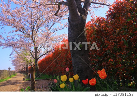おの桜づつみ回廊(兵庫県小野市)桜並木 おの桜づつみ回廊(兵庫県小野市)桜並木 137381158