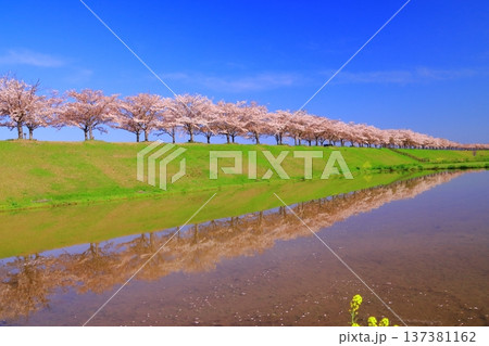 おの桜づつみ回廊(兵庫県小野市)水面に映る桜並木 おの桜づつみ回廊(兵庫県小野市)水面に映る桜並木 137381162