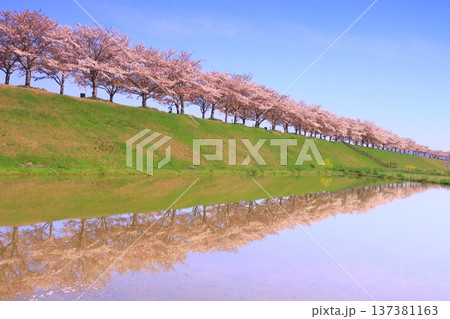 おの桜づつみ回廊(兵庫県小野市)水面に映る桜並木 おの桜づつみ回廊(兵庫県小野市)水面に映る桜並木 137381163