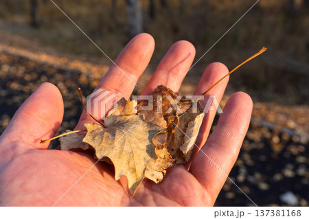 Hand holding dry autumn leaves in sunlight. Close up of palm with withered yellow foliage during fall season 137381168