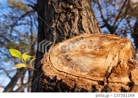 Green sprout growing from a cut tree stump. New life and resilience concept in nature. Fresh leaves emerging from old wood. Environmental protection 137381169