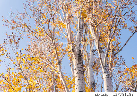 White birch trees with golden yellow leaves against blue sky. Low angle view of autumn forest nature background White birch trees with golden yellow leaves against blue sky. Low angle view of autumn forest nature background 137381188