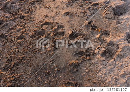 Animal footprints in the sand on a beach at sunset. Horse hoof tracks texture background Animal footprints in the sand on a beach at sunset. Horse hoof tracks texture background 137381197