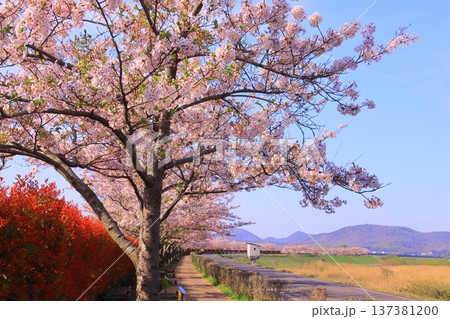 おの桜づつみ回廊（兵庫県小野市）桜並木 137381200
