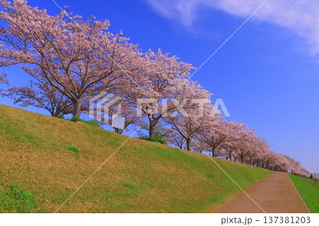 おの桜づつみ回廊(兵庫県小野市)桜並木 おの桜づつみ回廊(兵庫県小野市)桜並木 137381203