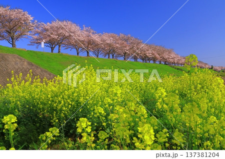 おの桜づつみ回廊(兵庫県小野市)桜並木と菜の花 おの桜づつみ回廊(兵庫県小野市)桜並木と菜の花 137381204
